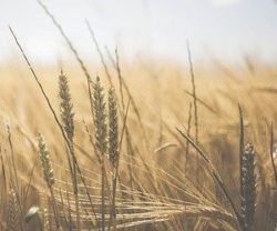 eksport pszenicy z Polski