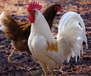 Ceny żywca drobiowego lecą na łeb na szyję! Hodowcom grozi bankructwo