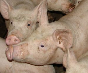 Jakie ceny tuczników w Polsce? W Niemczech duża obniżka