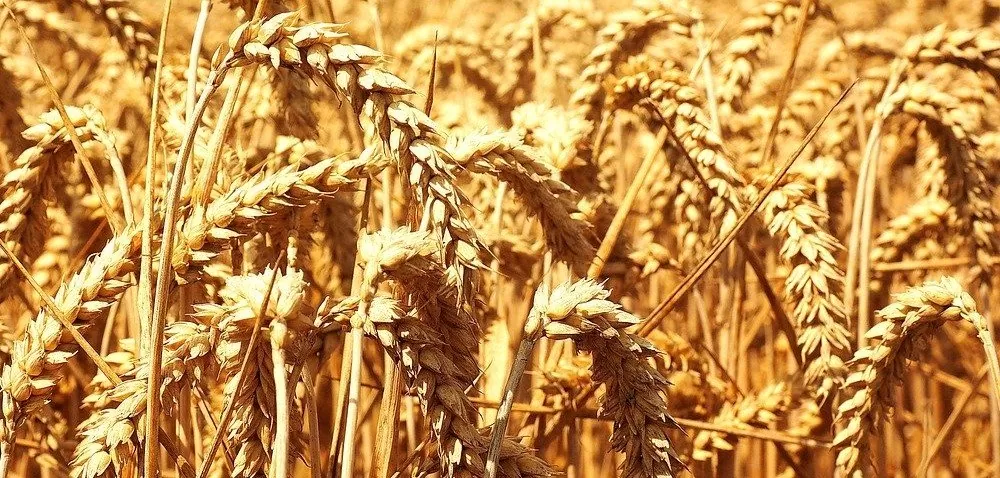 Ceny zbóż 2020. Notowania pszenicy idą na rekord!