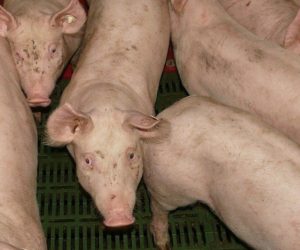 Jakie ceny tuczników w Niemczech? Koronawirus w niemieckich ubojniach!