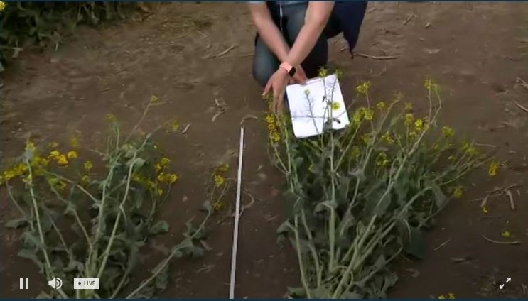  Nowości w ofercie dla rzepaku Dekalb - wizyta na plantacji 
