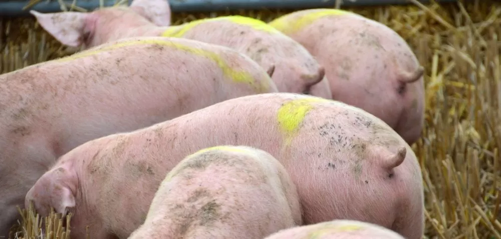 Aktualnosci-rolnicze-05.05.2020- Nieuczciwa przewaga kontraktowa wobec hodowców świń