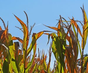 Dopłaty do ubezpieczeń upraw w&nbsp;2020 r. – dodatkowe środki!