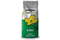 Rzepak ozimy InVigor 1165