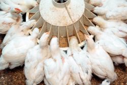 Ceny drobiu w czasie kryzysu spadają, a paszę trzeba kupować