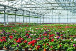 Hurtownie kwiatów ponoszą duże straty w czasie epidemii