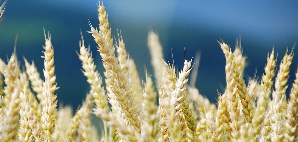 Ile za pszenicę w 2020? Koniec rekordowych cen ziarna?