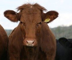 cena bydła rzeźnego