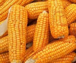 jaka jest cena kukurydzy