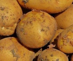 ceny młodych ziemniaków polskich