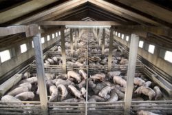 Spadają ceny tucznika w czasie kryzysu 