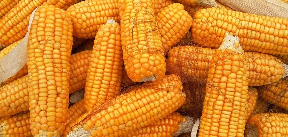 Jaka jest cena kukurydzy? Zapowiadają się rekordowe zbiory!
