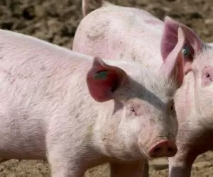 Rynek wieprzowiny 2020 bliski załamania