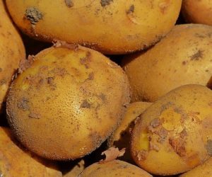 Jakie ceny młodych ziemniaków polskich? Nowe dane