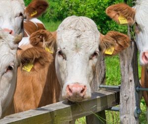 Cena bydła rzeźnego 2020. Są podwyżki – sprawdź!