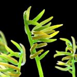Mykotoksyny fusarium pod lupą