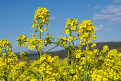 hybrydowe odmiany rzepaku ozimego 2020