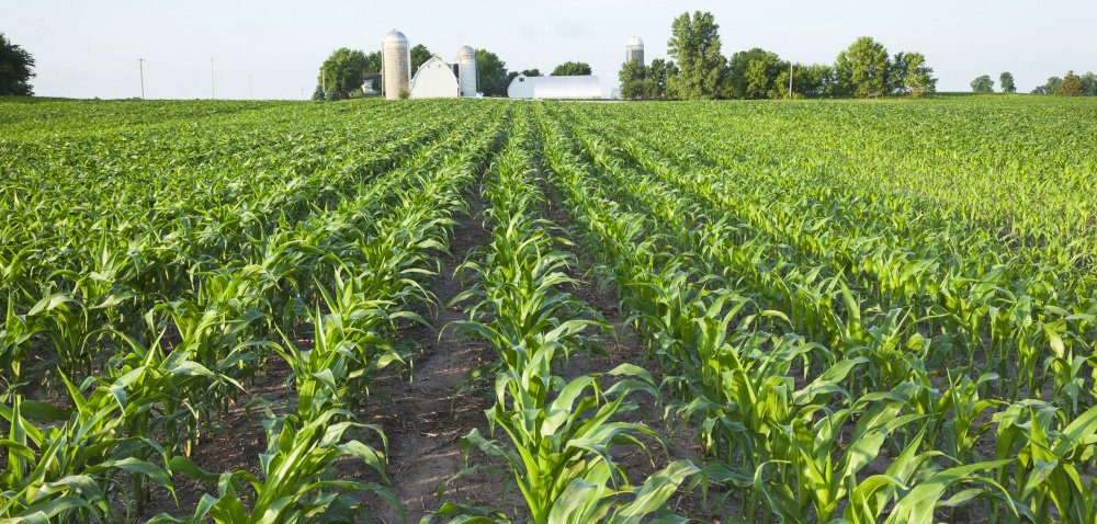 Nieoceniona rola biostymulatorów w uprawie kukurydzy w warunkach stresowych
