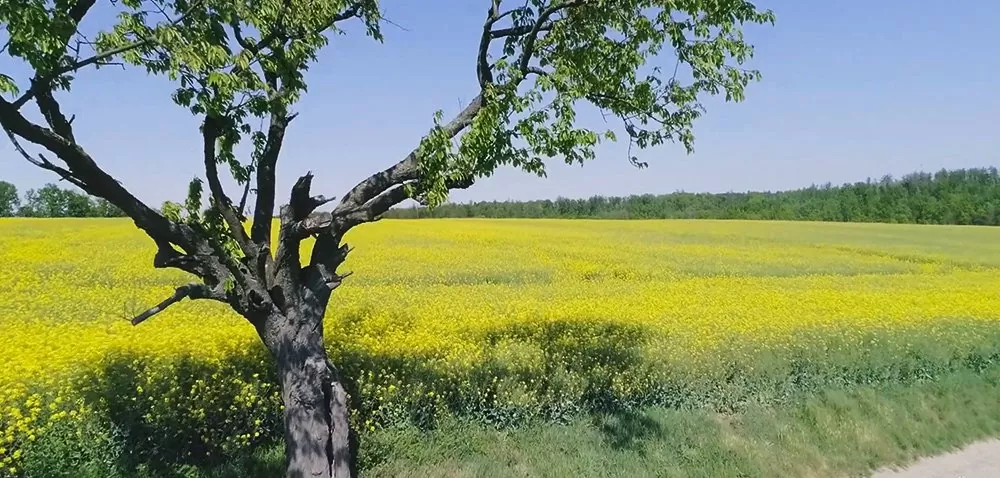 Rzepak w mocnym stresie? Kolejna wizyta w RSP Rudziczka