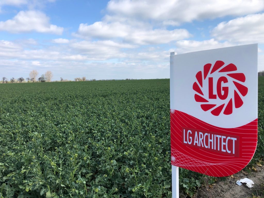 LG Architect faza strzelania w pęd kwiatowy