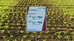 wpływ koronawirusa na rolnictwo