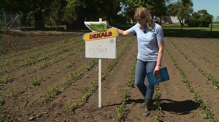 Konferencja polowa - plantacja kukurydzy