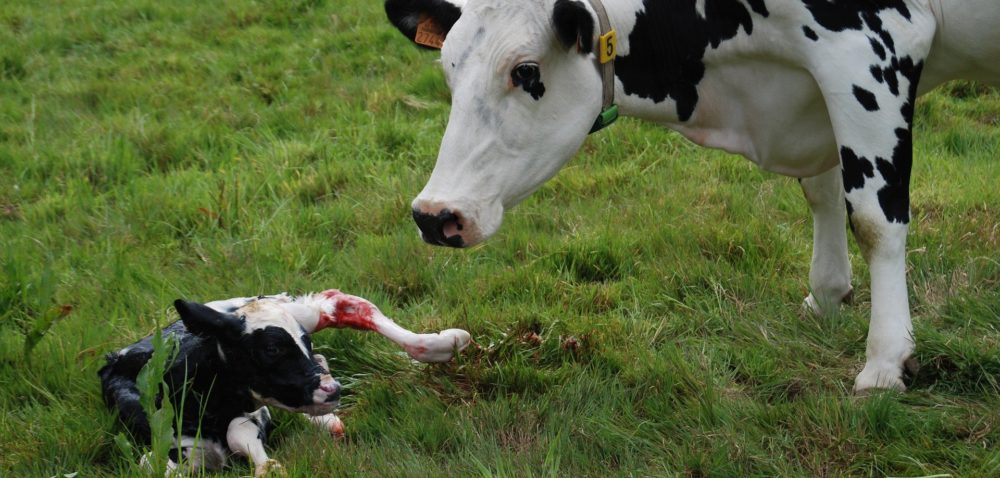 Dobrostan krów mamek – tylko do 15 czerwca?