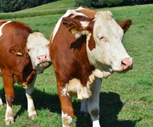 Podwyżka VAT na nasienie zwierząt. Co to oznacza dla hodowców?