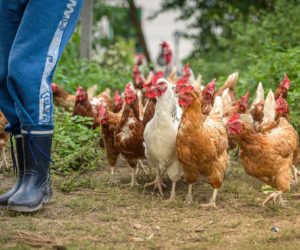 Pomoc dla sektora drobiowego – Ursula von der Leyen odpowiada