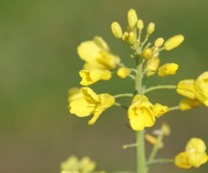 UOKiK skontroluje ceny śruty rzepakowej, sojowej i&nbsp;DDGS