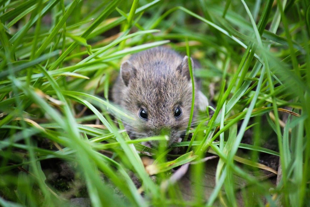 Aktualności rolnicze- Plaga myszy na polach