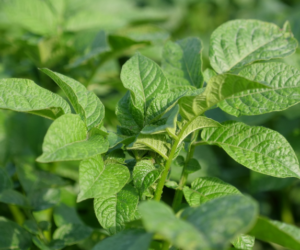 Choroby ziemniaka i&nbsp;ich zwalczanie. Raport z&nbsp;pola