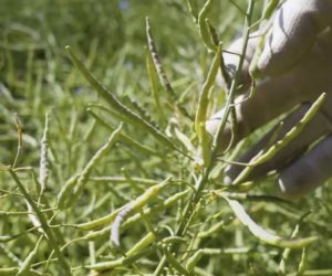 Rzepak buduje potencjał – przed nami jeszcze dwa zabiegi!