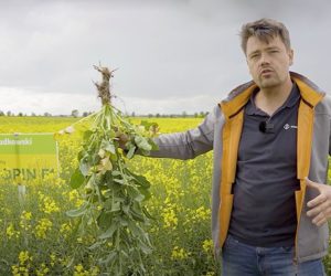 Końcówka kwitnienia rzepaku. Oceniamy plantacje w&nbsp;RSP Sadki