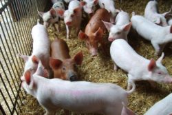 zapobieganie chorobom prosiąt