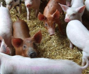 Probiotyki w&nbsp;odchowie prosiąt – czy warto stosować?