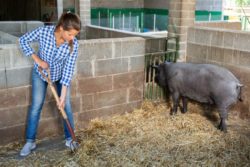 Płytka ściółka w chlewni