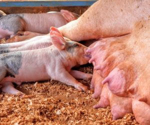 Parametry użytkowości rozpłodowej a&nbsp;wybór rasy do stada podstawowego