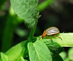 Czym zwalczać stonkę ziemniaczaną?