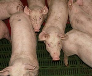 Zasady bioasekuracji przy ASF