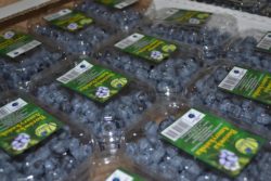 Uprawa borówki amerykańskiej w Polsce