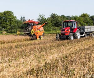 Mokre żniwa 2020, a&nbsp;w&nbsp;kukurydzy i&nbsp;strączkowych susza!