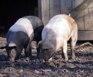 Ósme ognisko ASF w&nbsp;dużym stadzie świń na Lubelszczyźnie!