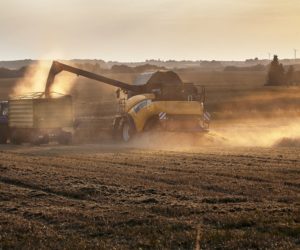 Zbiory rzepaku 2020 – lepsze niż w&nbsp;2019 roku?