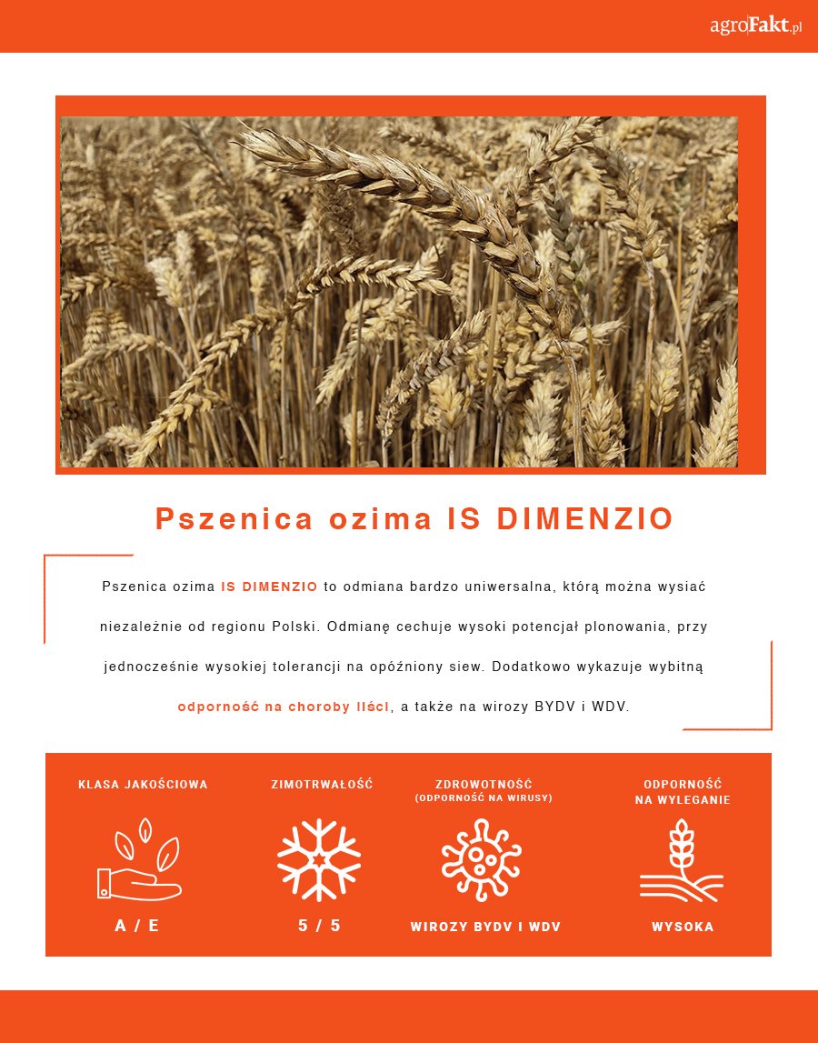 Infografika pszenica ozima IS Dimenzio