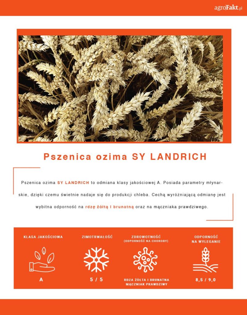 Infografika pszenicy ozimej SY Landrich