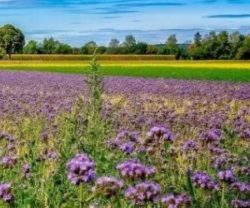 międzyplon ścierniskowy 2020