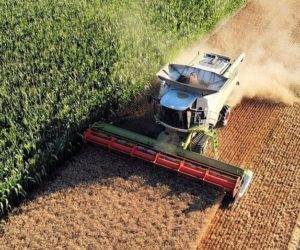 Żniwa jęczmienne ruszyły. Sprawdź, jak sypie jęczmień – jakie są ceny?