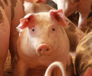 Co powinniśmy wiedzieć o&nbsp;kastracji świń